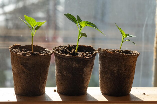 Fresh seedlings growing on a windowsill Urban home balcony gardening growing vegetables concept