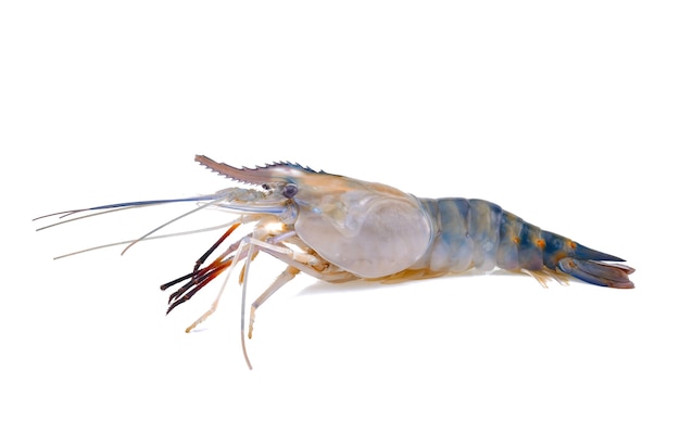 Fresh shrimp isolated on white background