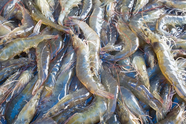 Fresh shrimp at the market for sell