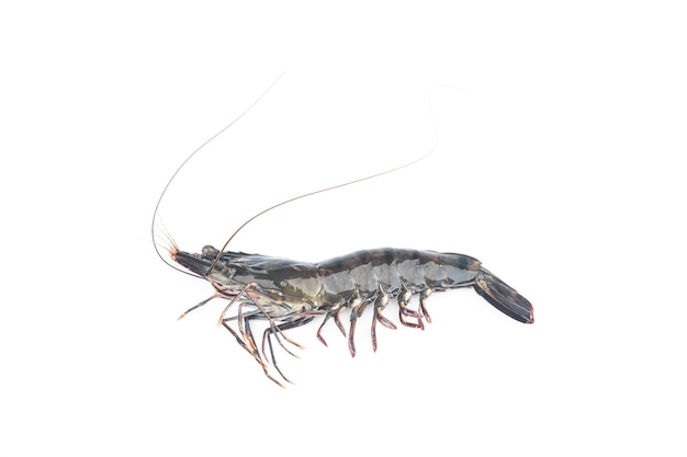 Fresh shrimp or prawn on white background. Raw prawns isolated on white background