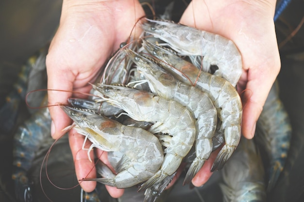 Fresh shrimp prawns for cooking seafood food in the kitchen or buy shrimps on shop at the seafood market white shrimp raw shrimps on hand washing shrimp on bowl