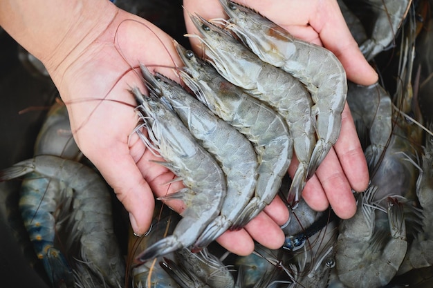 Fresh shrimp prawns for cooking seafood food in the kitchen or buy shrimps on shop at the seafood market white shrimp raw shrimps on hand washing shrimp on bowl