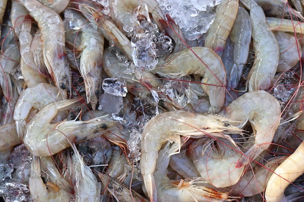 fresh shrimp at street food