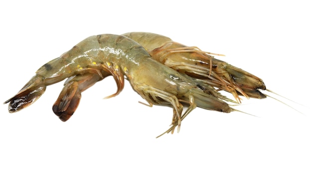 Fresh shrimps isolated over white background.seafood