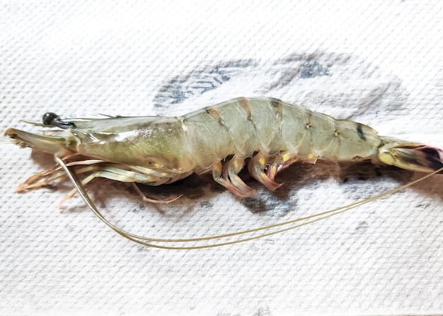 fresh shrimps or prawns raw isolated on white background.ready for cooking