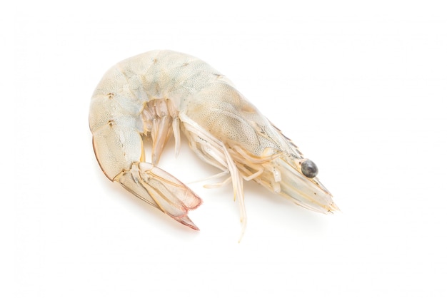 fresh shrimps or prawns raw