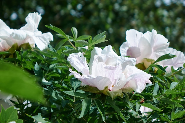 Fresh smelling flowers - white peony on a green bush in the garden. Bloom love concept.