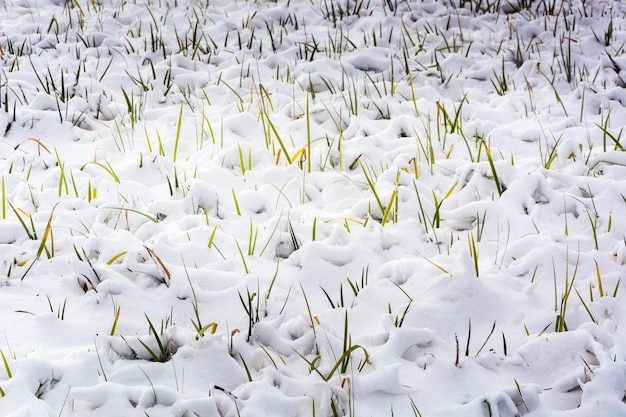 Fresh snow mounds in a field after a heavy snowfall