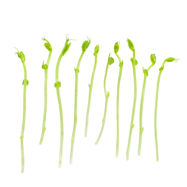 Photo fresh snow pea sprouts isolated over a white background.