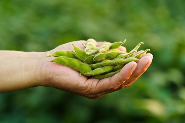 Fresh soybeans held in the palm of hand