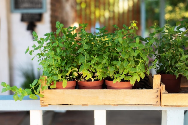 Fresh spices herbs on balcony garden in pots Aromatic spices Growing at home