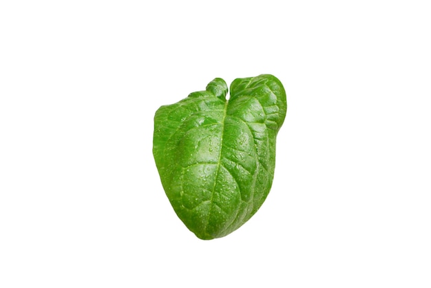 Fresh spinach leaf isolated on white.