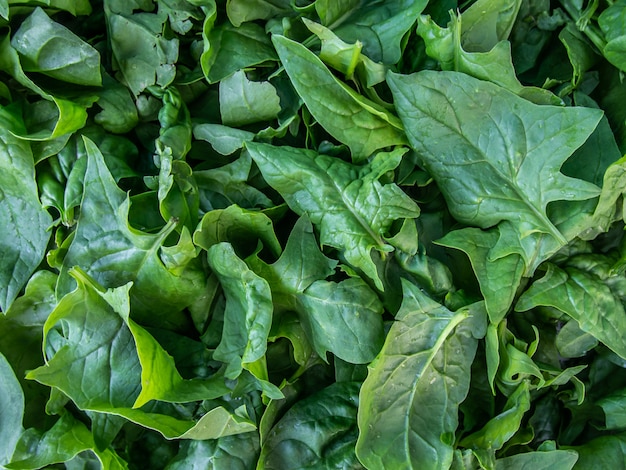 Fresh spinach leaves, close-up.