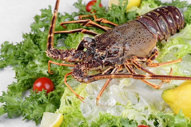 Fresh spiny lobster or sea crayfish with salad tomatoes and lemon preparation for cooking common Mediterranean lobster