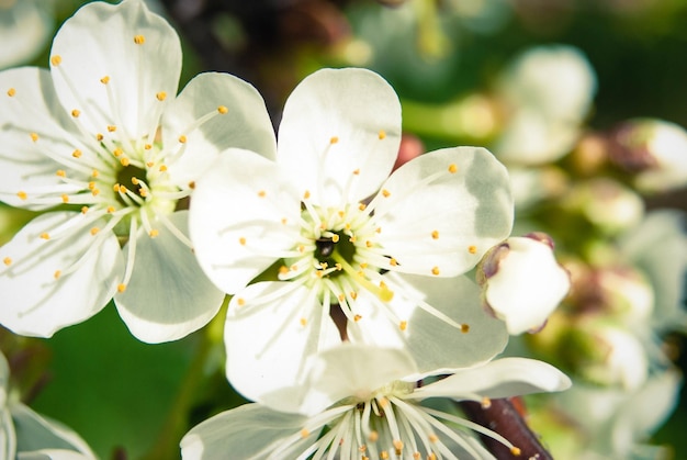 Fresh spring beautiful flowers of the cherry tree