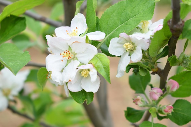 Fresh spring blossom of apple tree with green leaves Flowering apple tree flowers of apple tree