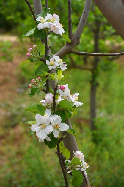 Photo fresh spring blossom of apple tree with green leaves flowering apple tree flowers of apple tree