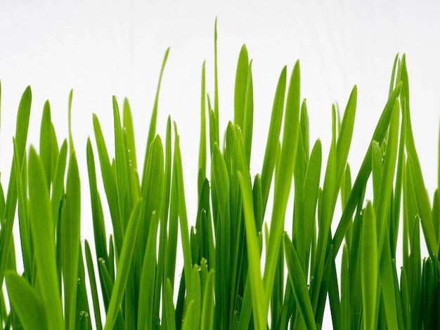 Fresh spring green grass and leaf plant over wood fence background.