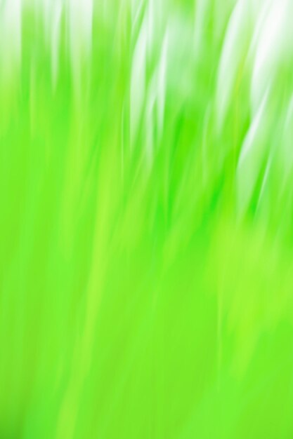 Fresh spring green grass with green bokeh Field of grass at sunset bokeh background and sunlight