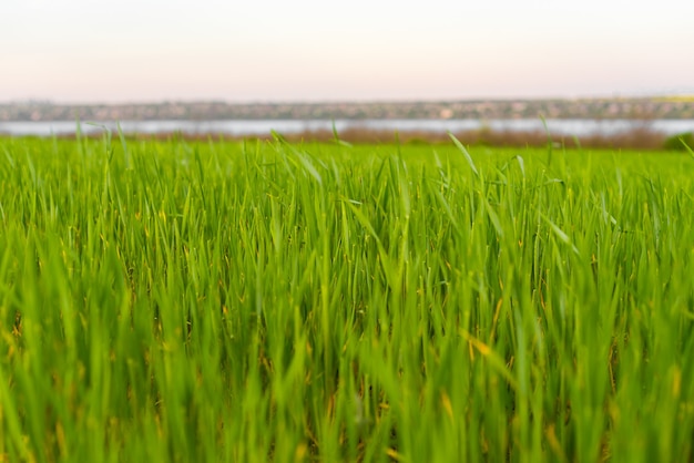 Fresh spring green grass