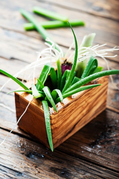 Fresh spring green onion