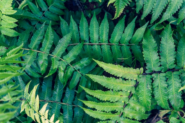 Fresh spring Large green fern leaf in the forest and water drop