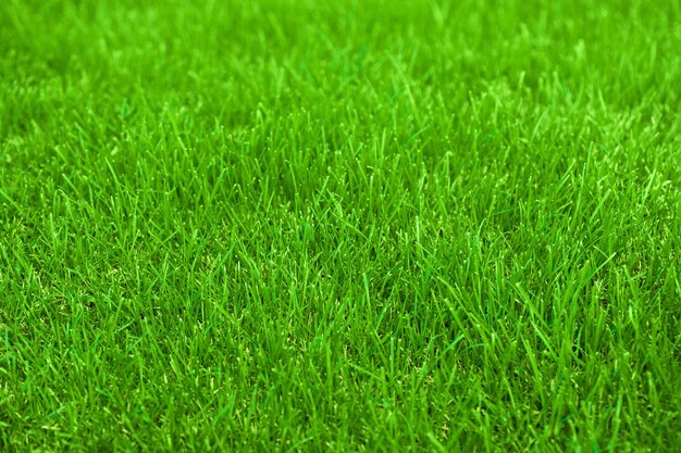 Fresh spring lawn green grass for background