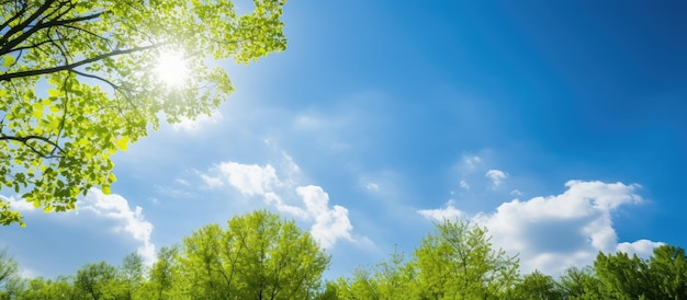 Photo fresh spring sky peeking through green leaves