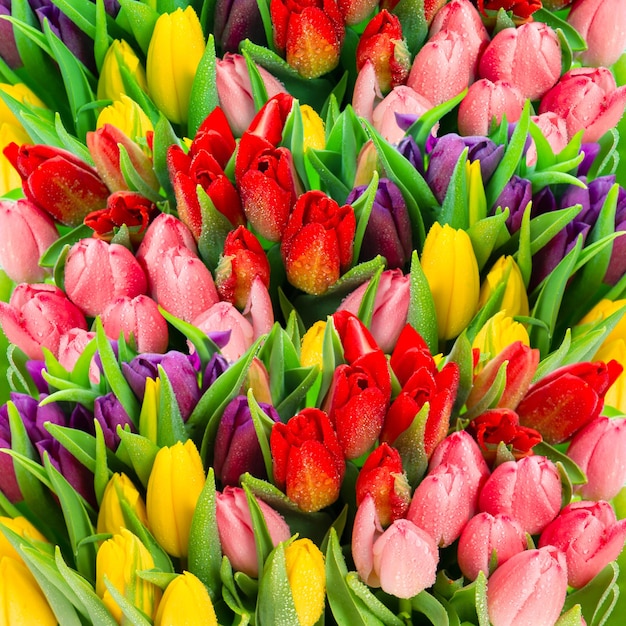 Fresh spring tulip flowers with water drops. Floral wallpaper. Vibrant colors