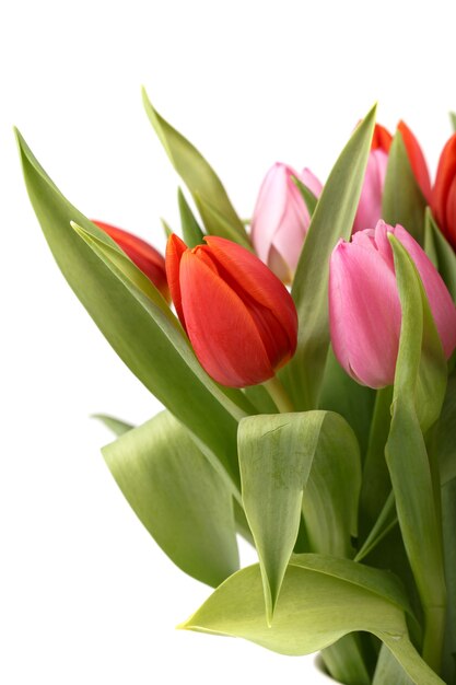 Fresh spring tulips isolated on a white background