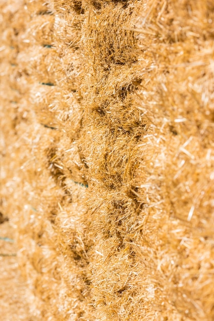 Fresh straw hay bales