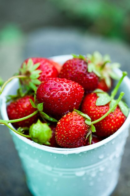 Fresh strawberries in the garden Organic food Healthy berries in a bowl