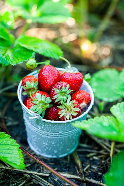 Fresh strawberries in the garden Organic food Healthy berries in a bowl