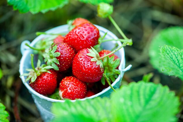 Fresh strawberries in the garden Organic food Healthy berries in a bowl