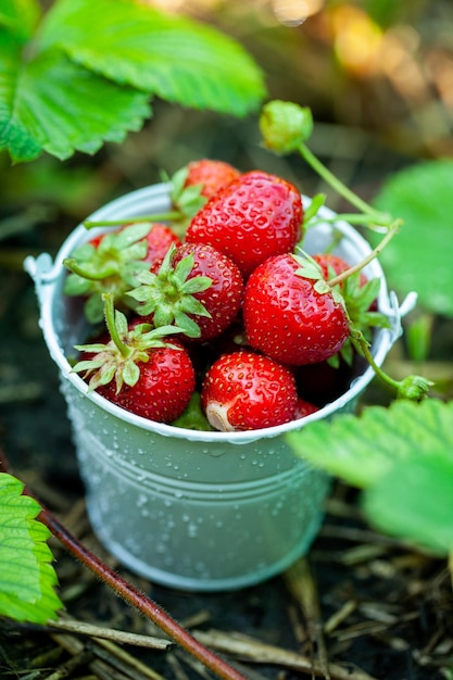 Fresh strawberries in the garden Organic food Healthy berries in a bowl