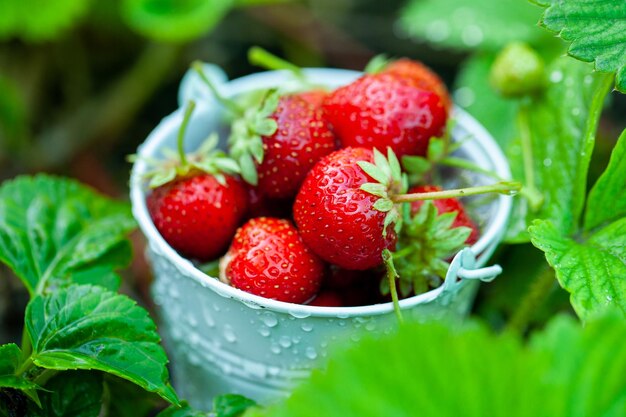 Fresh strawberries in the garden Organic food Healthy berries in a bowl