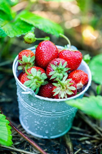 fresh strawberries good for snacking