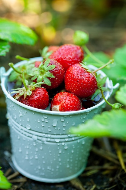 fresh strawberries good for snacking