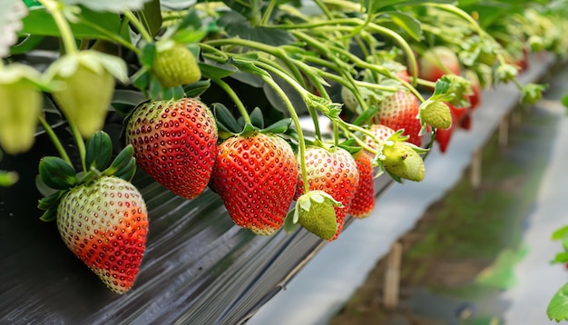 Fresh strawberries that are grown in greenhouses