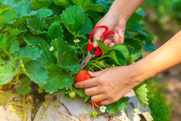 Fresh strawberry in the garden. Strawberries in natural background