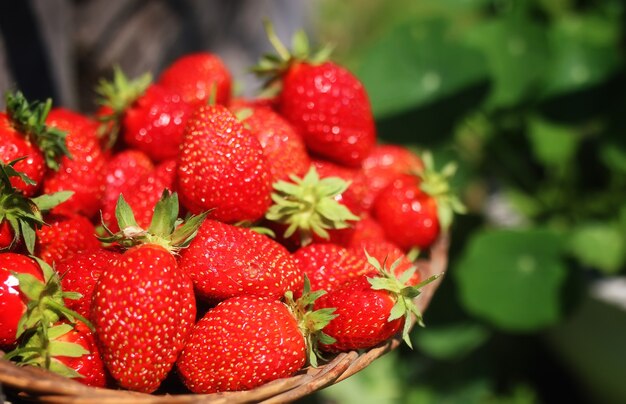 fresh strawberry outdoor