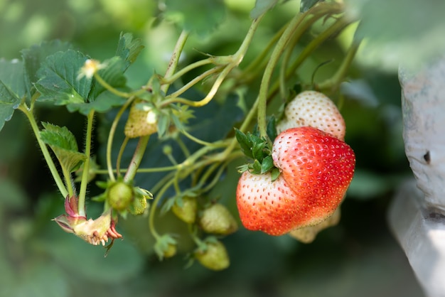 Fresh strawberry on tree, Closeup ripe strawberry at farm