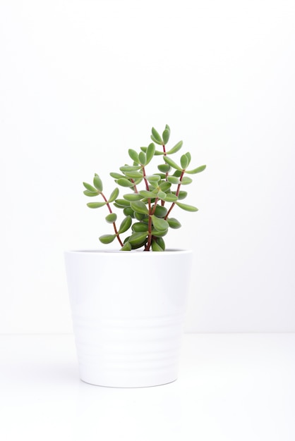 Fresh succulent plant in  white pot, on white background.