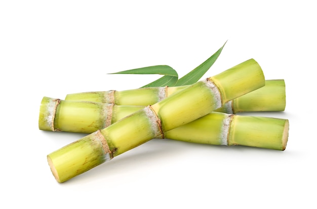 Fresh sugar cane with leaves  isolated on white background.