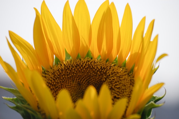 Fresh Sunflower in the field