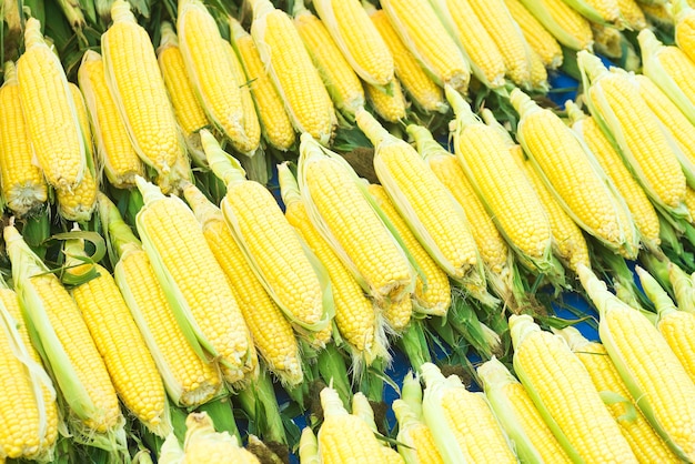 Fresh sweet corn in the farmers market