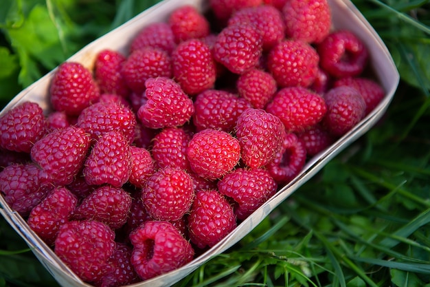 Fresh sweet juicy raspberries on the green grass