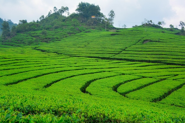 Fresh tea bud and leaves Tea plantations