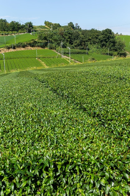 Fresh Tea field