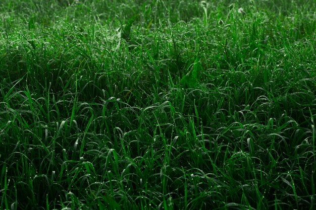 Fresh thick grass with water drops in the early morning